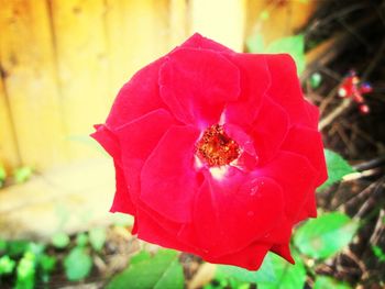 Close-up of red flower