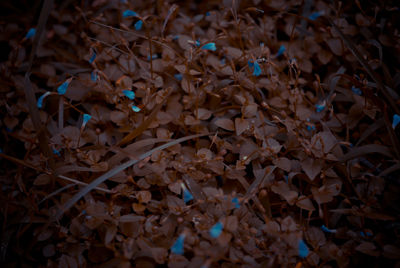 Full frame shot of leaves