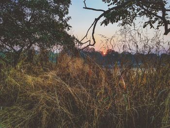 Scenic view of field against sky at sunset