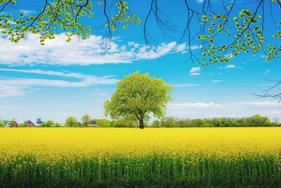 Scenic view of oilseed rape field against sky