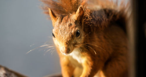 Close-up of squirrel