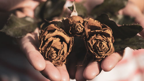 Close-up of hand holding dry leaves