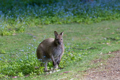 Bennetts wallaby in a meadow on bruny island tasmania australia