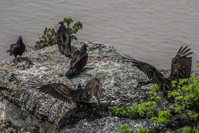 Birds on a rock