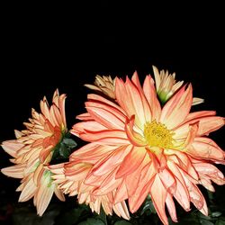 Close-up of gerbera daisy against black background