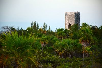 Palm trees and buildings against sky