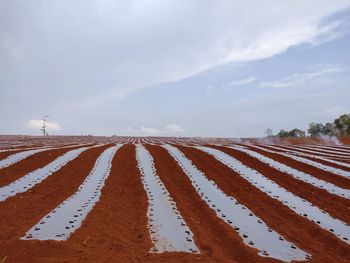 Scenic view of field against sky