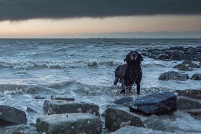 Dog on shore at beach