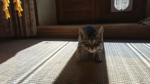 Portrait of cat on carpet at home