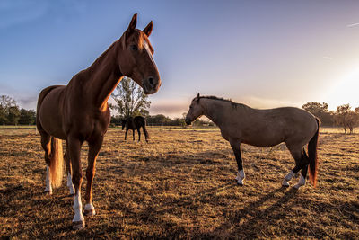 Horses standing in ranch against sky