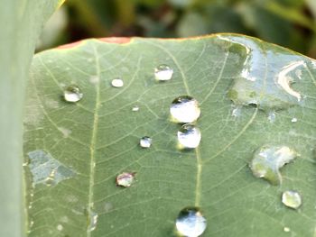 Close-up of spider on web