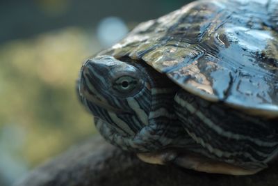 Close-up of tortoise