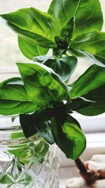 Close-up of plant on table