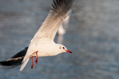 Close-up of seagull flying over water