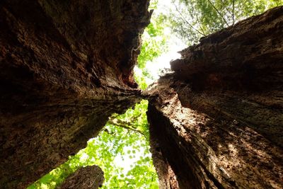 Low angle view of rock formation in forest