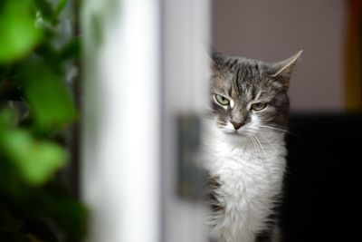 Close-up portrait of a cat