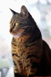 Close-up portrait of cat sitting