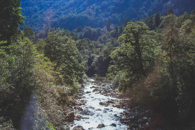 Scenic view of river amidst trees in forest