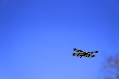 Low angle view of insect flying against clear blue sky