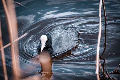 Low section of woman swimming in lake