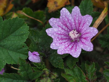 Close-up of pink flowering plant