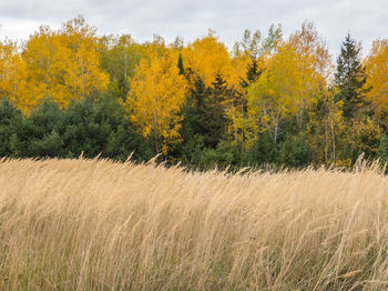 Scenic view of field against sky during autumn