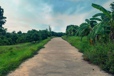 Footpath amidst trees on landscape against sky