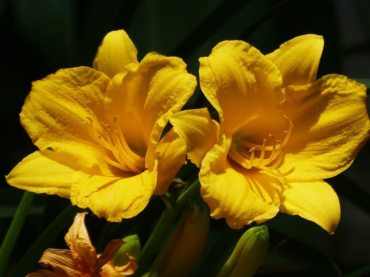 flower, petal, flower head, freshness, fragility, yellow, close-up, beauty in nature, growth, blooming, nature, plant, focus on foreground, in bloom, single flower, no people, pollen, outdoors, blossom, botany