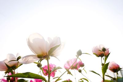 Close-up of pink flowers