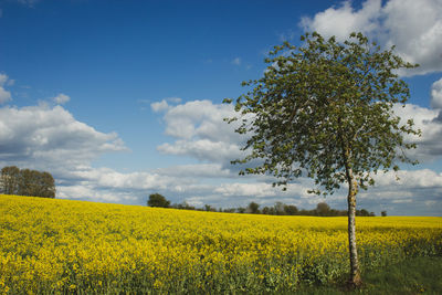 Scenic view of oilseed rape field against sky