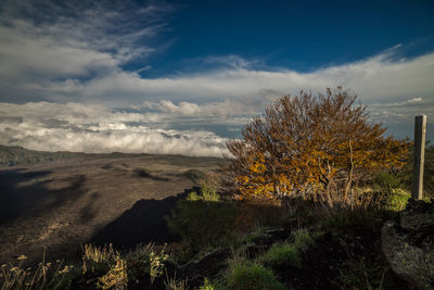 Scenic view of landscape against sky