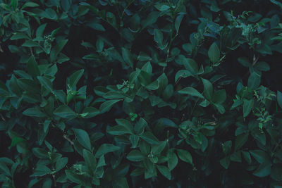 Full frame shot of plants growing on field