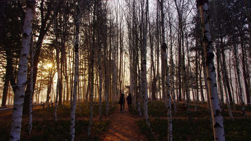 Rear view of person standing by trees in birch forest