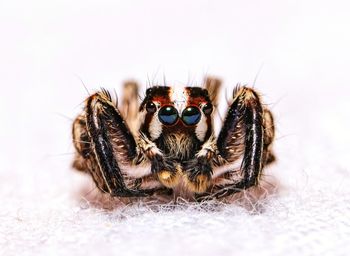 Close-up of spider