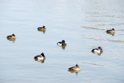 High angle view of ducks swimming in lake