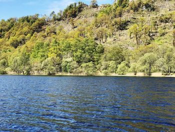 Scenic view of lake amidst trees