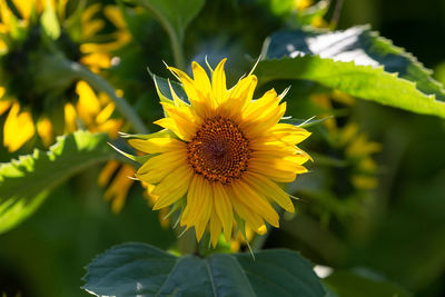 Close-up of sunflower on plant