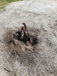 High angle view of bird on field