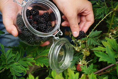 Cropped hands picking blackberries in jar