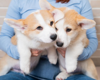 Caucasian woman holding two cute pembroke corgi puppies. 