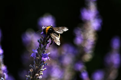 Close-up of butterfly pollinating on purple flower