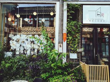 Potted plants on window of building