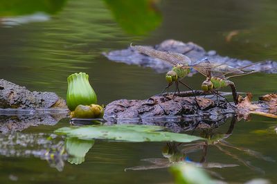 Close-up of insect on leaves in lake