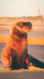 Close-up of seal at beach