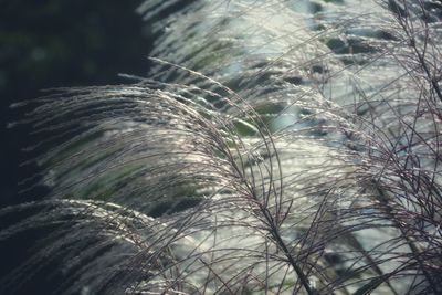 Close-up of plants growing on field