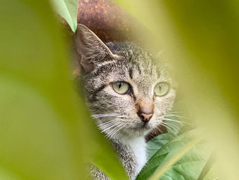 Close-up portrait of a cat