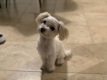 Portrait of puppy sitting on tiled floor