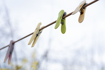 Low angle view of clothespins on branch against sky