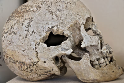 Close-up of human skull