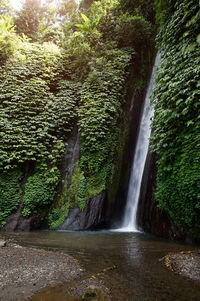 Scenic view of waterfall in forest